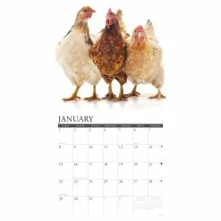 Buy 🌟 2023 Just Us Chickens Wall Calendar by Willow Creek Press 🎁 6 Buy 🌟 2023 Just Us Chickens Wall Calendar by Willow Creek Press 🎁 -Cheap Willow Creek Press Store D670126S 3