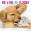 Discount 🤩 2023 Kittens & Puppies Wall Calendar by Willow Creek Press 😀