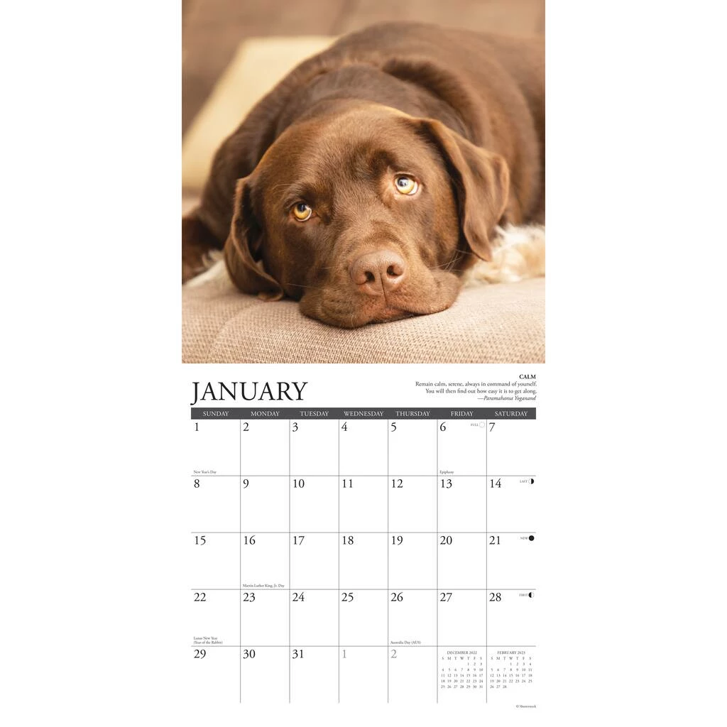 Best Sale 🌟 2023 Lab Rules Wall Calendar by Willow Creek Press ✨ 3 Best Sale 🌟 2023 Lab Rules Wall Calendar by Willow Creek Press ✨ - Image 3