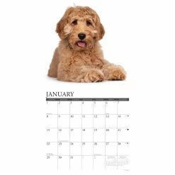 Buy ✨ 2023 Just Labradoodles Wall Calendar by Willow Creek Press ⭐ -Cheap Willow Creek Press Store D670132S 3