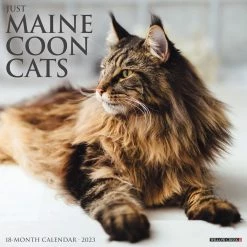 New ๐ 2023 Just Maine Coon Cats Wall Calendar by Willow Creek Press โจ