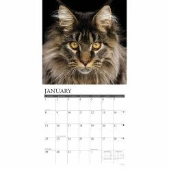 New 🛒 2023 Just Maine Coon Cats Wall Calendar by Willow Creek Press ✨ -Cheap Willow Creek Press Store D670142S 3