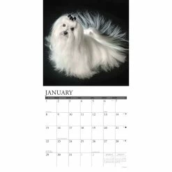 Cheap โ๏ธ 2023 Just Maltese Wall Calendar by Willow Creek Press ๐ 6 Cheap โ๏ธ 2023 Just Maltese Wall Calendar by Willow Creek Press ๐ -Cheap Willow Creek Press Store D670144S 3