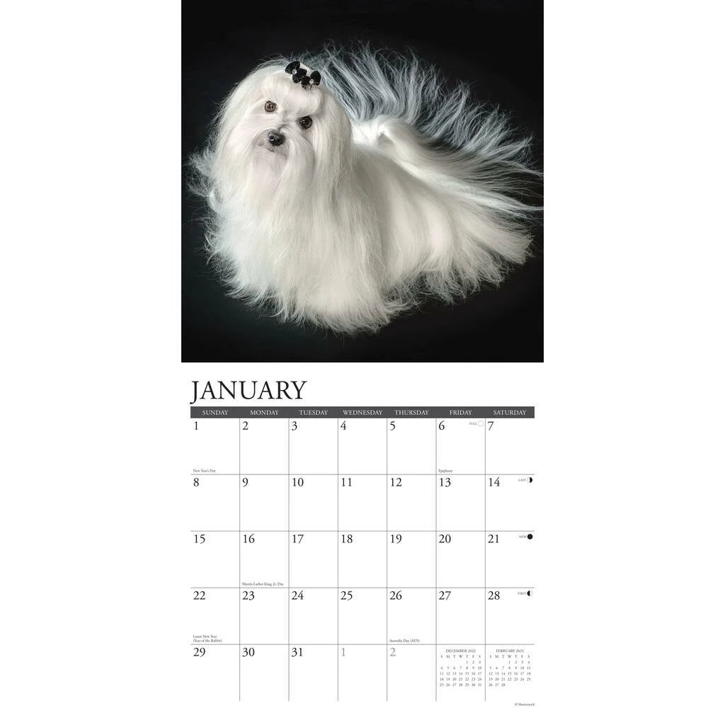 Cheap โ๏ธ 2023 Just Maltese Wall Calendar by Willow Creek Press ๐ 3 Cheap โ๏ธ 2023 Just Maltese Wall Calendar by Willow Creek Press ๐ - Image 3