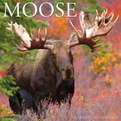 Deals 🔥 2023 Moose Wall Calendar by Willow Creek Press 👏