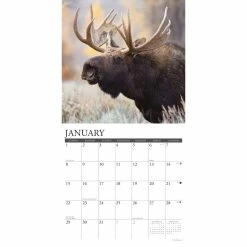 Deals 🔥 2023 Moose Wall Calendar by Willow Creek Press 👏 -Cheap Willow Creek Press Store D670155S 3