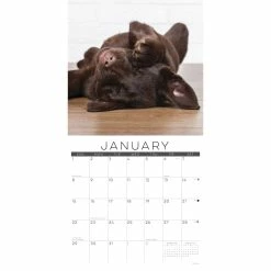 Deals 🎉 2023 Naptime (Dogs & Puppies) Wall Calendar by Willow Creek Press ❤️ 6 Deals 🎉 2023 Naptime (Dogs & Puppies) Wall Calendar by Willow Creek Press ❤️ -Cheap Willow Creek Press Store D670160S 3