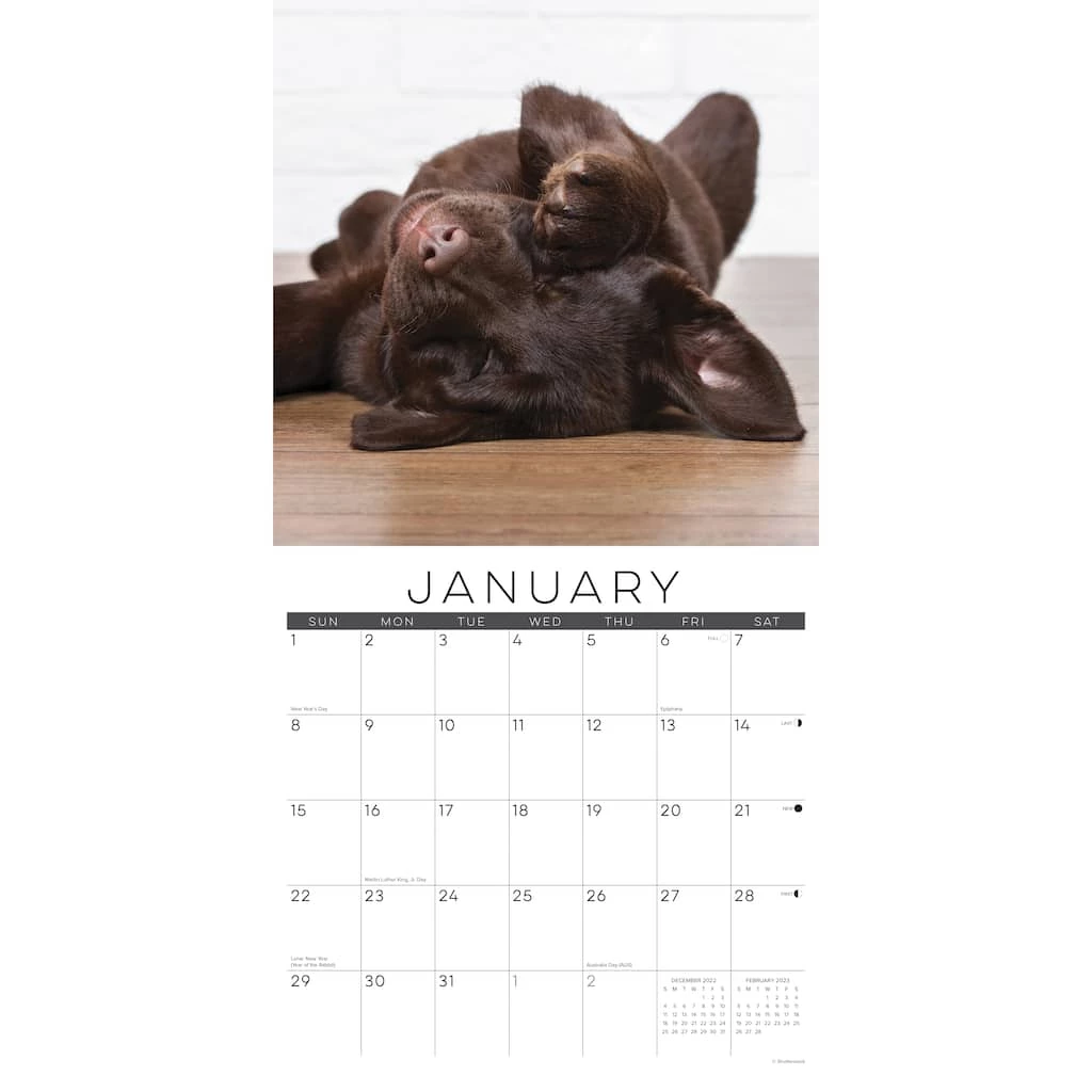 Deals 🎉 2023 Naptime (Dogs & Puppies) Wall Calendar by Willow Creek Press ❤️ 3 Deals 🎉 2023 Naptime (Dogs & Puppies) Wall Calendar by Willow Creek Press ❤️ - Image 3