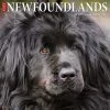 Buy 🥰 2023 Just Newfoundlands Wall Calendar by Willow Creek Press 🌟