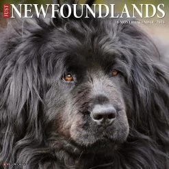 Buy 🥰 2023 Just Newfoundlands Wall Calendar by Willow Creek Press 🌟
