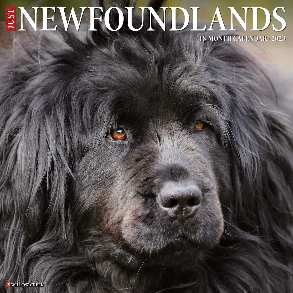 Buy 🥰 2023 Just Newfoundlands Wall Calendar by Willow Creek Press 🌟 1 Buy 🥰 2023 Just Newfoundlands Wall Calendar by Willow Creek Press 🌟