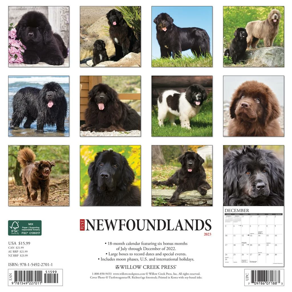 Buy 🥰 2023 Just Newfoundlands Wall Calendar by Willow Creek Press 🌟 2 Buy 🥰 2023 Just Newfoundlands Wall Calendar by Willow Creek Press 🌟 - Image 2