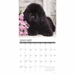 Buy 🥰 2023 Just Newfoundlands Wall Calendar by Willow Creek Press 🌟 6 Buy 🥰 2023 Just Newfoundlands Wall Calendar by Willow Creek Press 🌟 -Cheap Willow Creek Press Store D670168S 3