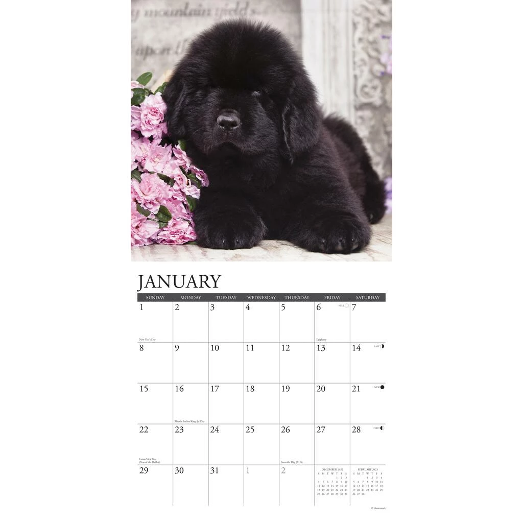 Buy 🥰 2023 Just Newfoundlands Wall Calendar by Willow Creek Press 🌟 3 Buy 🥰 2023 Just Newfoundlands Wall Calendar by Willow Creek Press 🌟 - Image 3