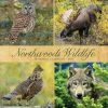 Wholesale 🥰 2023 Northwoods Wildlife Wall Calendar by Willow Creek Press 🥰