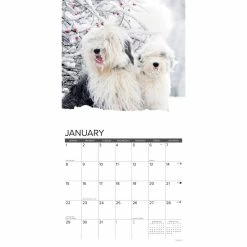 Brand new ❤️ 2023 Just Old English Sheepdogs Wall Calendar by Willow Creek Press 💯 -Cheap Willow Creek Press Store D670176S 3