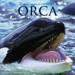 Discount ❤️ 2023 Journey with the Orca Wall Calendar by Willow Creek Press 🎁