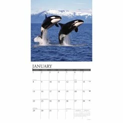 Discount ❤️ 2023 Journey with the Orca Wall Calendar by Willow Creek Press 🎁 -Cheap Willow Creek Press Store D670177S 3