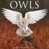 New 👍 2023 Owls Wall Calendar by Willow Creek Press ✨