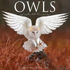 New 👍 2023 Owls Wall Calendar by Willow Creek Press ✨