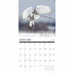 New 👍 2023 Owls Wall Calendar by Willow Creek Press ✨ -Cheap Willow Creek Press Store D670178S 3