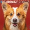Buy 🥰 2023 Just Pembroke Corgis Wall Calendar by Willow Creek Press ❤️