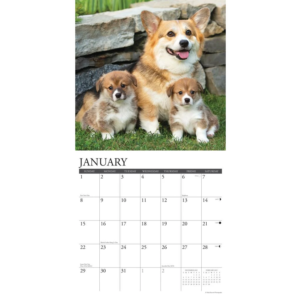 Buy 🥰 2023 Just Pembroke Corgis Wall Calendar by Willow Creek Press ❤️ 3 Buy 🥰 2023 Just Pembroke Corgis Wall Calendar by Willow Creek Press ❤️ - Image 3