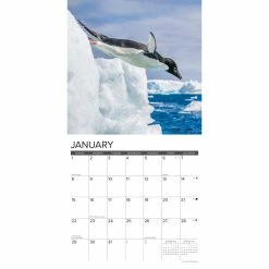 Brand new β 2023 Penguins Wall Calendar by Willow Creek Press π₯ 6 Brand new β 2023 Penguins Wall Calendar by Willow Creek Press π₯ -Cheap Willow Creek Press Store D670185S 3