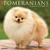 Promo 🔔 2023 Just Pomeranians Wall Calendar by Willow Creek Press 🎁