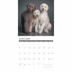 Best Pirce 🥰 2023 Just Poodles Wall Calendar by Willow Creek Press 🛒 6 Best Pirce 🥰 2023 Just Poodles Wall Calendar by Willow Creek Press 🛒 -Cheap Willow Creek Press Store D670194S 3