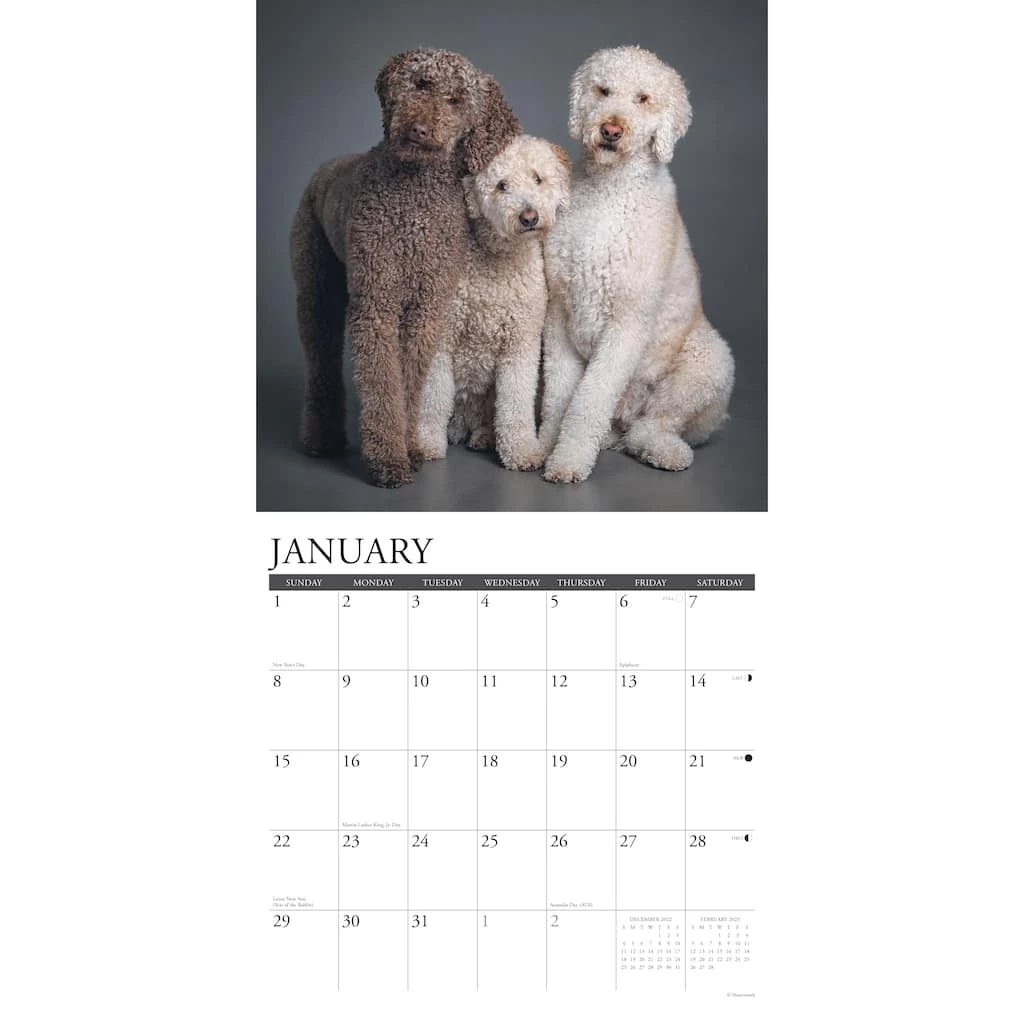 Best Pirce 🥰 2023 Just Poodles Wall Calendar by Willow Creek Press 🛒 3 Best Pirce 🥰 2023 Just Poodles Wall Calendar by Willow Creek Press 🛒 - Image 3