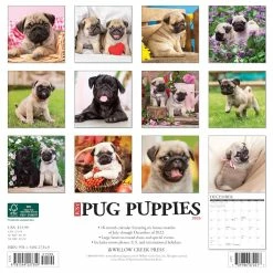 Cheap π― 2023 Just Pug Puppies Wall Calendar by Willow Creek Press π 5 Cheap π― 2023 Just Pug Puppies Wall Calendar by Willow Creek Press π -Cheap Willow Creek Press Store D670195S 2