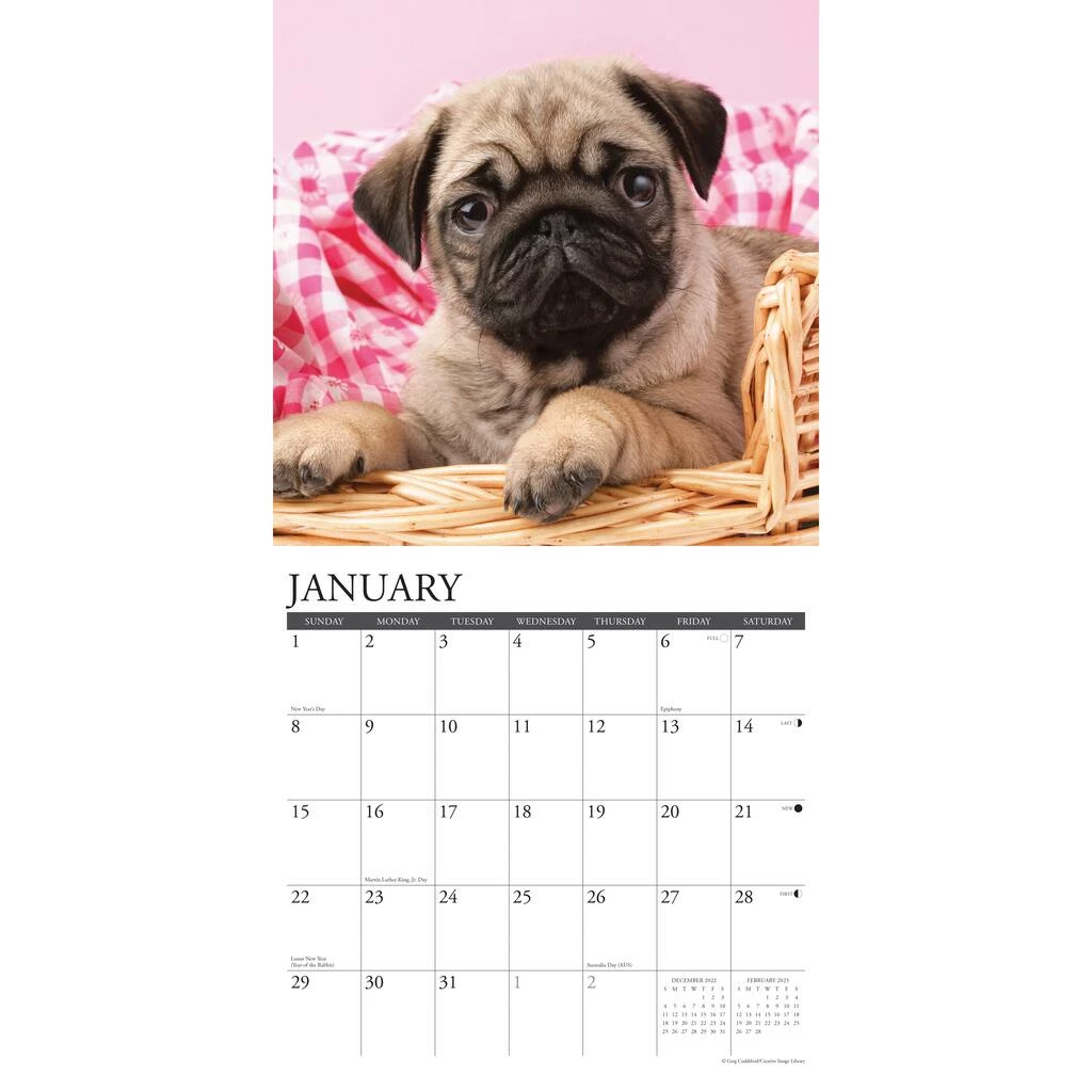 Cheap π― 2023 Just Pug Puppies Wall Calendar by Willow Creek Press π 3 Cheap π― 2023 Just Pug Puppies Wall Calendar by Willow Creek Press π - Image 3