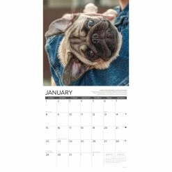 Outlet 🎉 2023 Pug Mugs Wall Calendar by Willow Creek Press 🧨 -Cheap Willow Creek Press Store D670197S 3