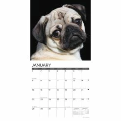 Deals ๐ฅ 2023 Just Pugs Wall Calendar by Willow Creek Press ๐งจ 6 Deals ๐ฅ 2023 Just Pugs Wall Calendar by Willow Creek Press ๐งจ -Cheap Willow Creek Press Store D670198S 3