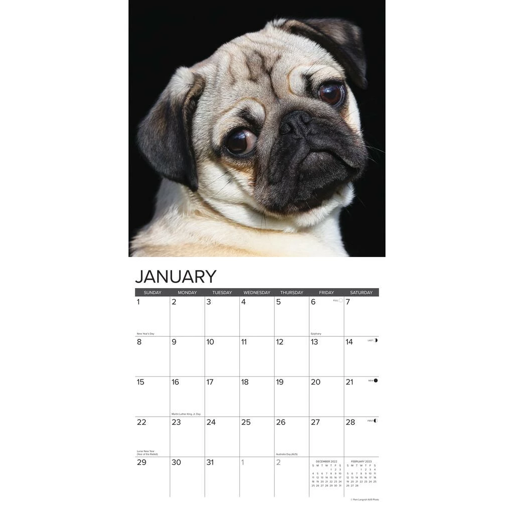 Deals ๐ฅ 2023 Just Pugs Wall Calendar by Willow Creek Press ๐งจ 3 Deals ๐ฅ 2023 Just Pugs Wall Calendar by Willow Creek Press ๐งจ - Image 3