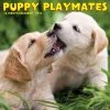 Hot Sale ⌛ 2023 Puppy Playmates Wall Calendar by Willow Creek Press ❤️
