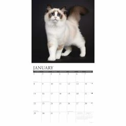 Best Pirce ✨ 2023 Ragdoll Cats Wall Calendar by Willow Creek Press 💯 6 Best Pirce ✨ 2023 Ragdoll Cats Wall Calendar by Willow Creek Press 💯 -Cheap Willow Creek Press Store D670201S 3