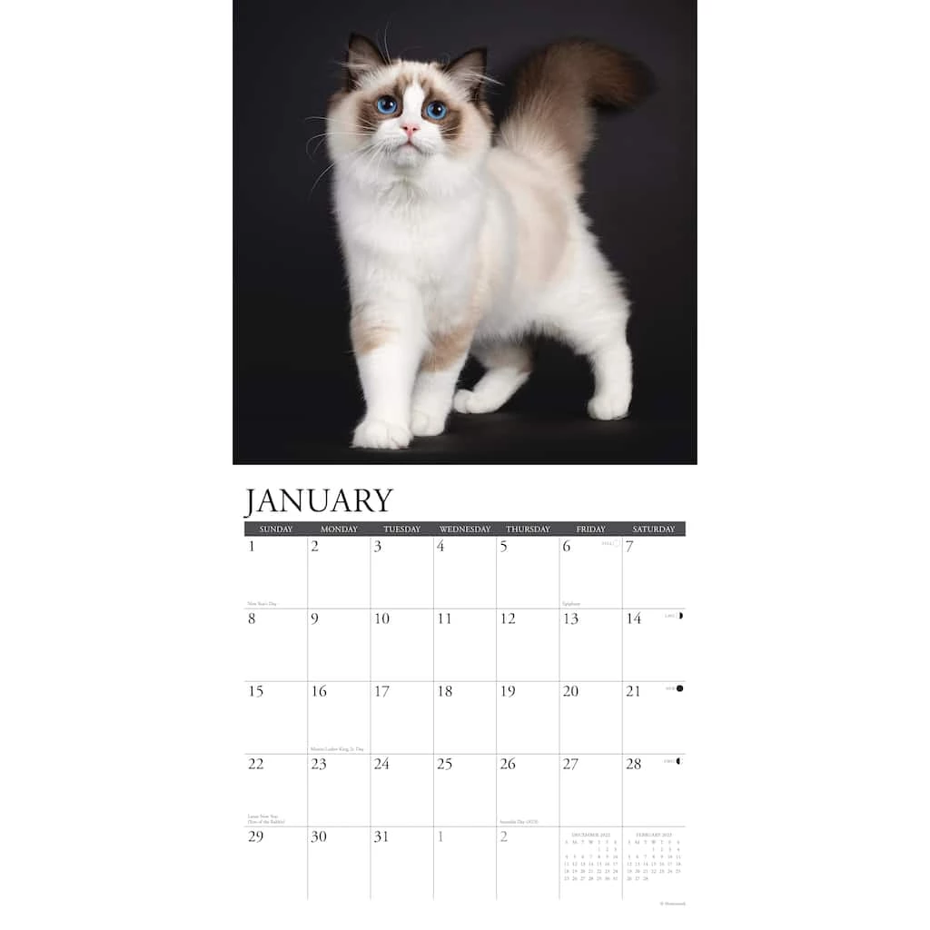 Best Pirce ✨ 2023 Ragdoll Cats Wall Calendar by Willow Creek Press 💯 3 Best Pirce ✨ 2023 Ragdoll Cats Wall Calendar by Willow Creek Press 💯 - Image 3