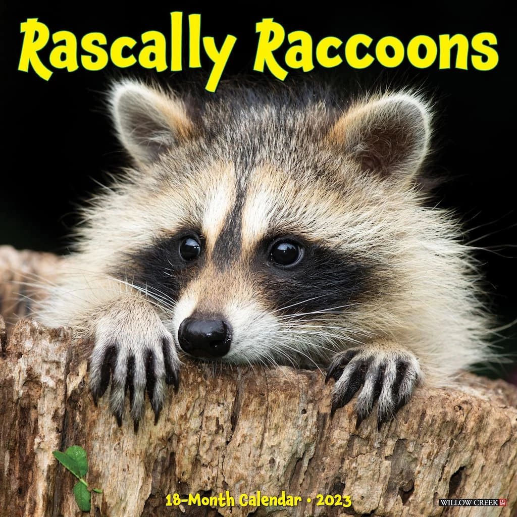 Discount ๐ 2023 Rascally Raccoons Wall Calendar by Willow Creek Press ๐ 1 Discount ๐ 2023 Rascally Raccoons Wall Calendar by Willow Creek Press ๐