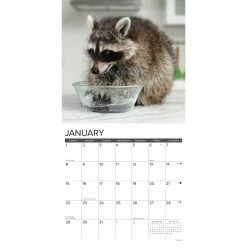Discount ๐ 2023 Rascally Raccoons Wall Calendar by Willow Creek Press ๐ 6 Discount ๐ 2023 Rascally Raccoons Wall Calendar by Willow Creek Press ๐ -Cheap Willow Creek Press Store D670207S 3