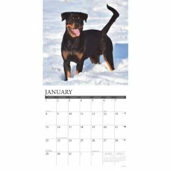 Promo 🎁 2023 Just Rottweilers Wall Calendar by Willow Creek Press 🎉 -Cheap Willow Creek Press Store D670209S 3