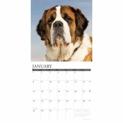 Best Pirce 😍 2023 Just Saint Bernards Wall Calendar by Willow Creek Press 🌟 6 Best Pirce 😍 2023 Just Saint Bernards Wall Calendar by Willow Creek Press 🌟 -Cheap Willow Creek Press Store D670213S 3