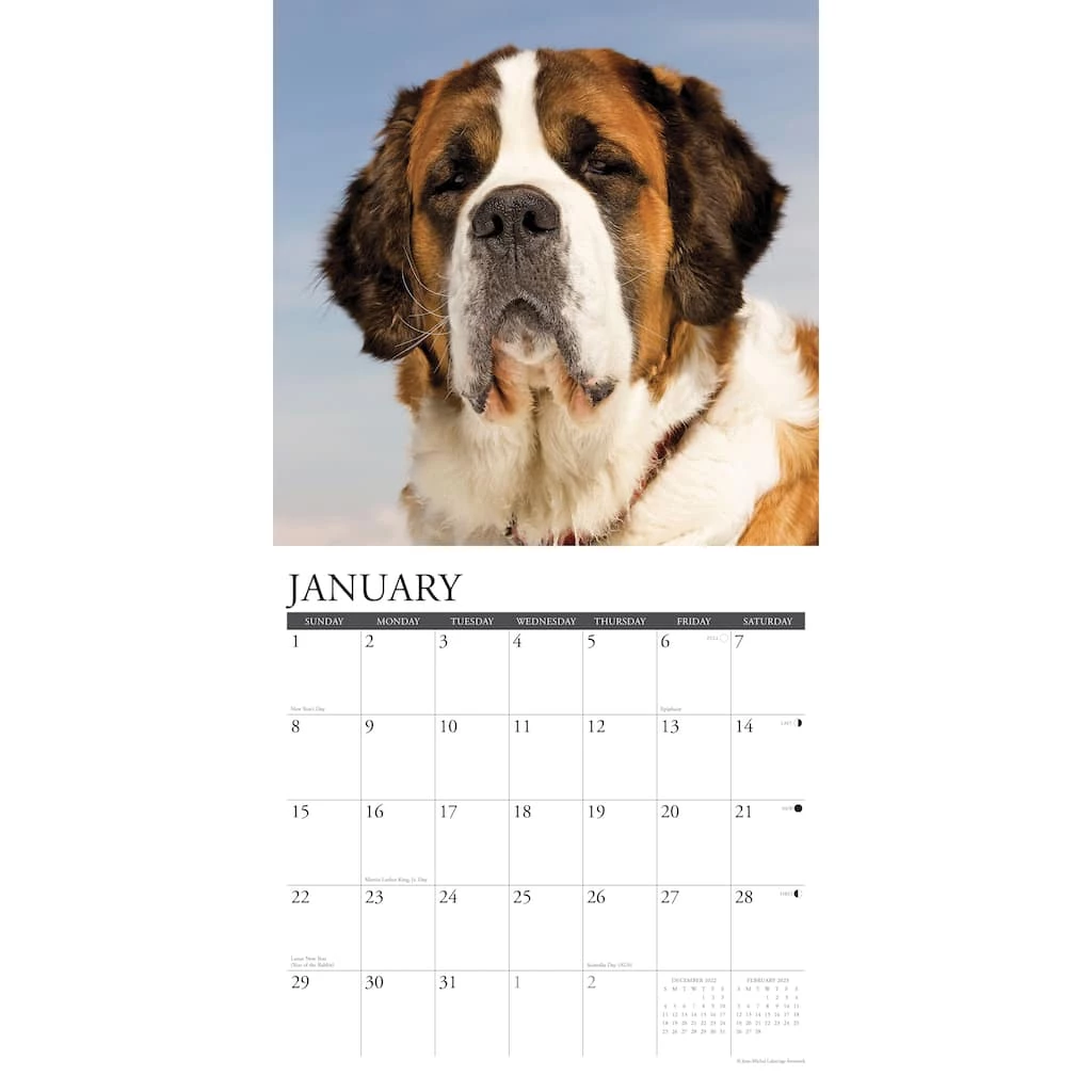 Best Pirce 😍 2023 Just Saint Bernards Wall Calendar by Willow Creek Press 🌟 3 Best Pirce 😍 2023 Just Saint Bernards Wall Calendar by Willow Creek Press 🌟 - Image 3