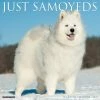 Deals 🤩 2023 Just Samoyeds Wall Calendar by Willow Creek Press ✔️