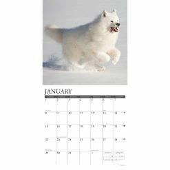 Deals 🤩 2023 Just Samoyeds Wall Calendar by Willow Creek Press ✔️ -Cheap Willow Creek Press Store D670214S 3