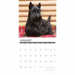 Promo ✔️ 2023 Just Scotties Wall Calendar by Willow Creek Press ⌛ 6 Promo ✔️ 2023 Just Scotties Wall Calendar by Willow Creek Press ⌛ -Cheap Willow Creek Press Store D670217S 3