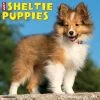 Flash Sale ✔️ 2023 Just Sheltie Puppies Wall Calendar by Willow Creek Press 😀