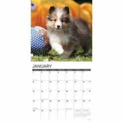 Flash Sale ✔️ 2023 Just Sheltie Puppies Wall Calendar by Willow Creek Press 😀 -Cheap Willow Creek Press Store D670222S 3