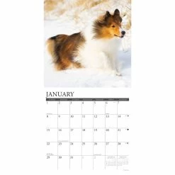 New ๐ฅฐ 2023 Just Shelties Wall Calendar by Willow Creek Press ๐ 6 New ๐ฅฐ 2023 Just Shelties Wall Calendar by Willow Creek Press ๐ -Cheap Willow Creek Press Store D670223S 3